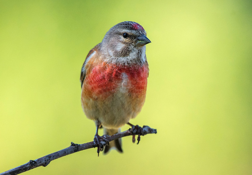 Bluthänfling, © Adobe Stock_fsanchex