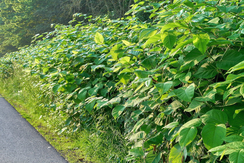 Klimawandelbegünstigte invasive Pflanzenarten, © Adobe Stock_J. Heller