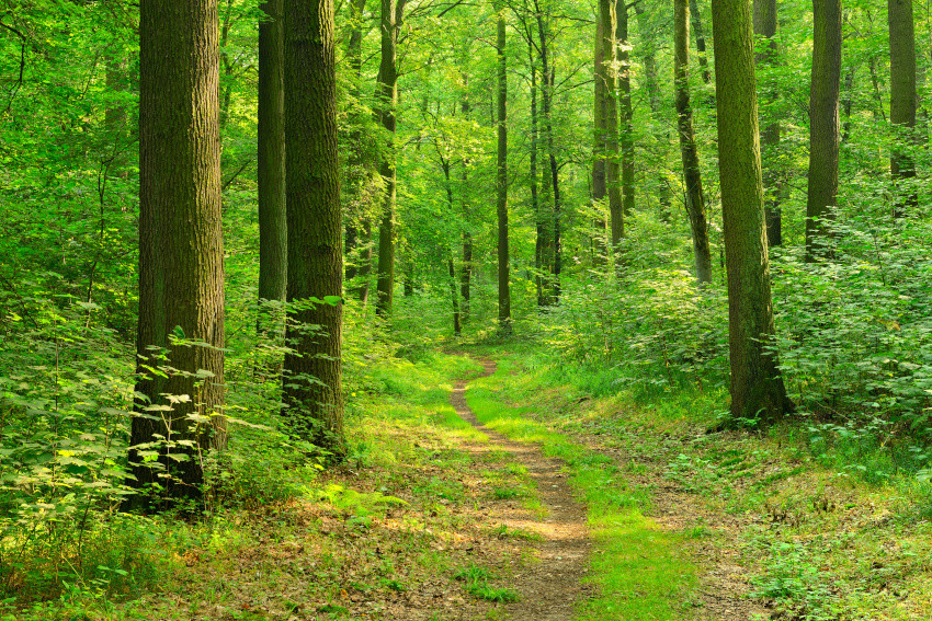Eichenwälder, © Adobe Stock_AVTG