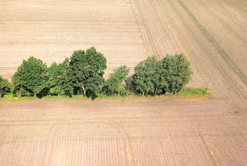 Linienförmige Gehölzelemente in der Agrarlandschaft, © Adobe Stock_keBu.Medien