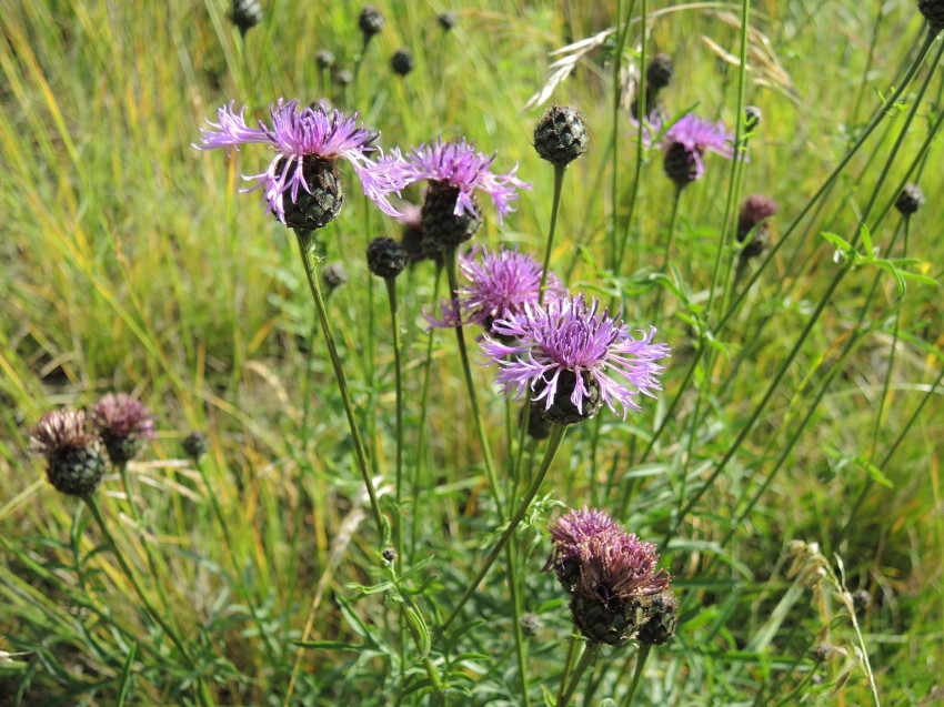 Skabiosen-Flockenblume, © A. Jagel