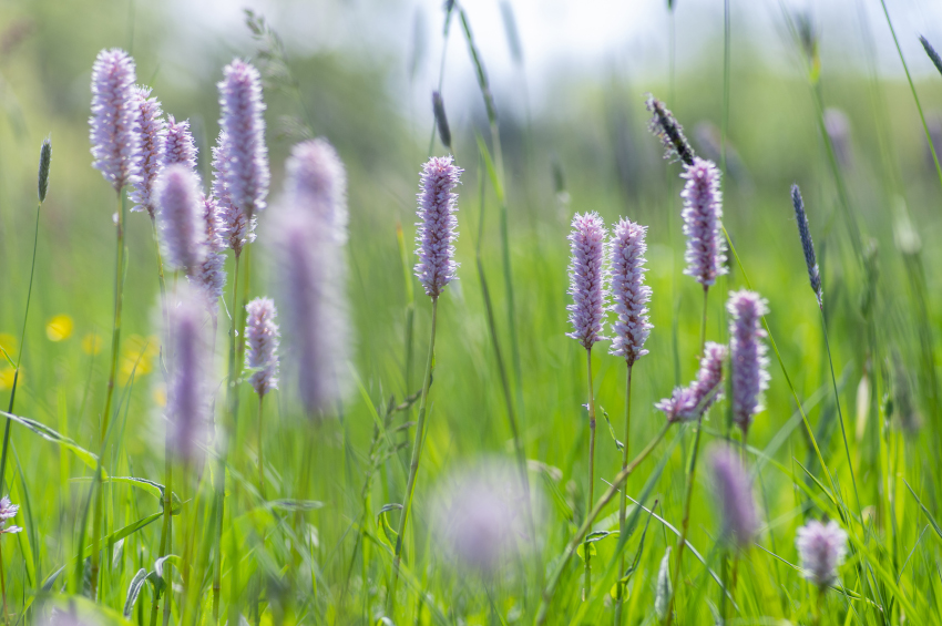 Wiesen-Knöterich, © Adobe Stock_Iva